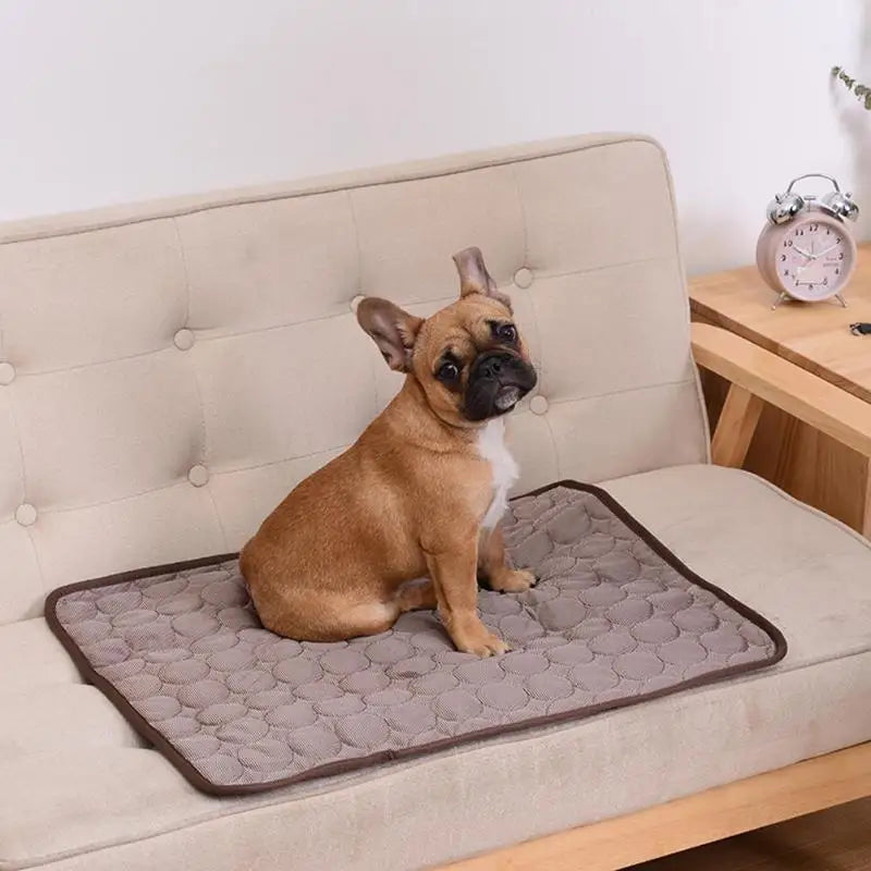 Dog sitting on a quilted pet mat on a couch