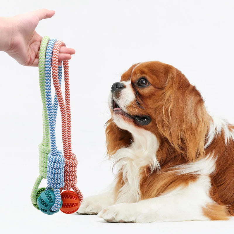 Dog with colorful rope toy held by a hand on a white background