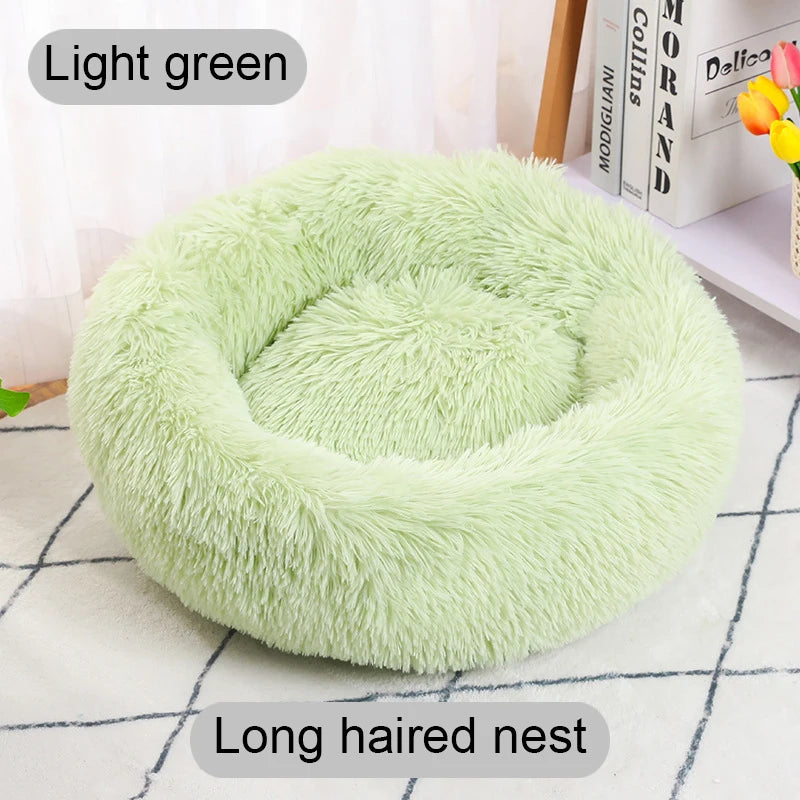 Light green long-haired nest on a checkered surface with books and flowers in the background.