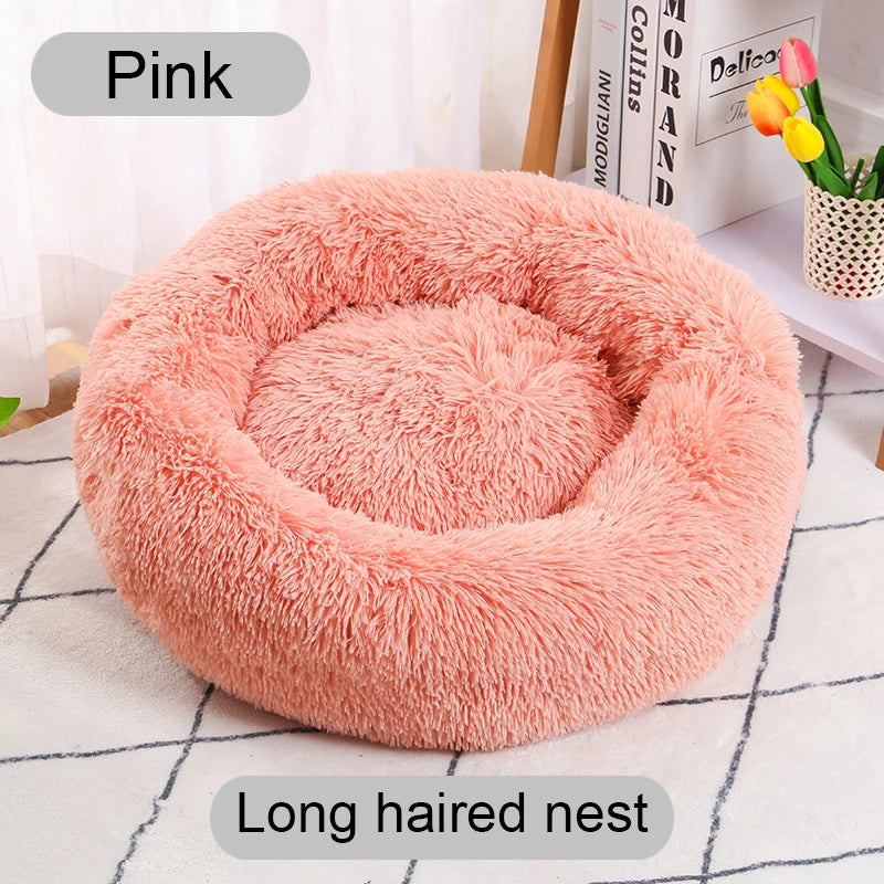 Pink long-haired nest on a checkered surface with books and flowers in the background