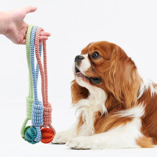 Dog with colorful rope toy held by a hand on a white background