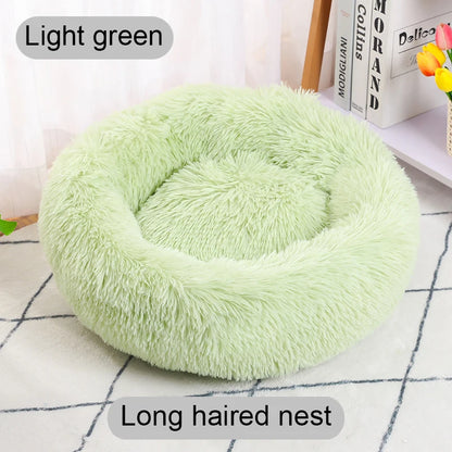 Light green long-haired nest on a checkered surface with books and flowers in the background.